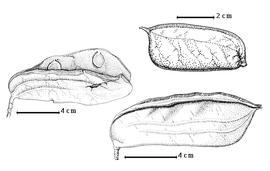  Fruit and seed:  T. bifoliolata  (H.A.T. Harms) L.L. Hauman - bottom right fruit, left seed in situ;  T. moreliana  A. Aubréville - top right fruit.
