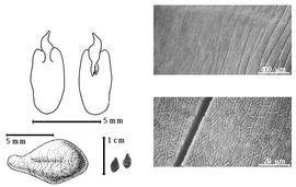  Seed, cotyledon, embryo, and testa:  T. geayi  J.-H. Humbert - top left cotyledon auriculate and concealing margins of radicle (L) and embryonic axis (R), bottom far left seed topography, bottom left center seeds, testa SEMs.
