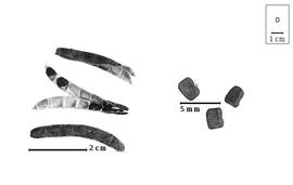  Fruit and seed:  T. koordersii  (C.A. Backer) C.A. Backer - fruits and seeds.
