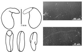  Cotyledon, embryo, and testa:  T. lupinoides  (C. Linnaeus) J.H.F. Link - embryo, cotyledons, and testa SEMs.
