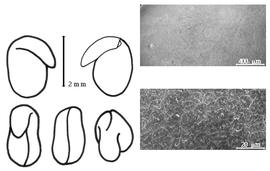  Cotyledon, embryo, and testa:  T. pannonicum  N. von Jacquin - embryo, cotyledons, and testa SEMs.
