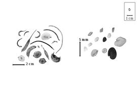  Fruit and seed:  T.  spp. - fruits (few with calyx) and seeds.
