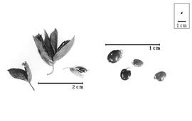  Fruit and seed:  U.  spp. - dehisced fruits (with one in calyx and bracts) and seeds.
