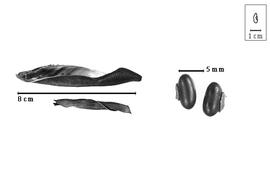  Fruit and seed:  V. retusa  (G. Bentham) S. Rauschert - fruits and seeds.
