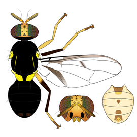  Scientific illustration of  B. atramentata .
