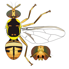  Scientific illustration of  B. borneoensis .
