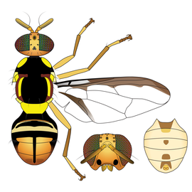  Scientific illustration of  B. bryoniae .
