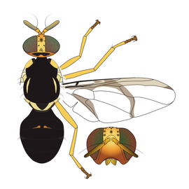  Scientific illustration of  B. caledoniensis .
