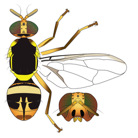  Scientific illustration of  B. caryeae .

