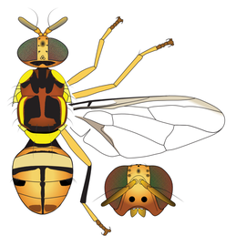  Scientific illustration of  B. commensurata .
