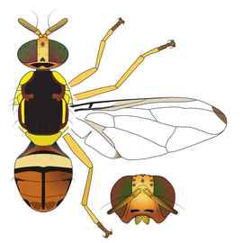 Scientific illustration of  B. correcta .