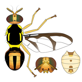  Scientific illustration of  B. distincta .
