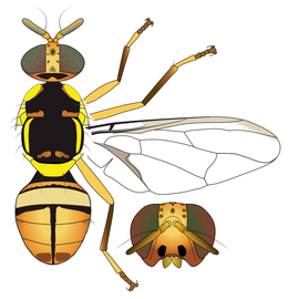  Scientific illustration of  B. dorsalis .
