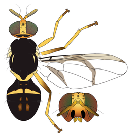  Scientific illustration of  B. frauenfeldi .
