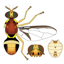  Scientific illustration of  B. halfordiae .
