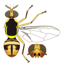  Scientific illustration of  B. incognita .
