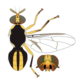  Scientific illustration of  B. kirki .
