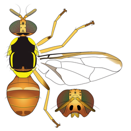  Scientific illustration of  B. latifrons .
