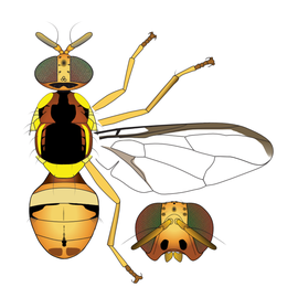  Scientific illustration of  B. musae .
