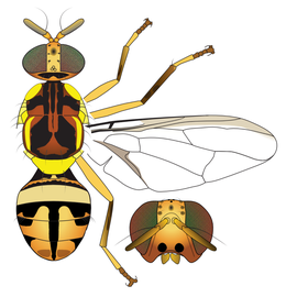  Scientific illustration of  B. occipitalis .
