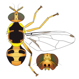  Scientific illustration of the darker form of  B. oleae .
