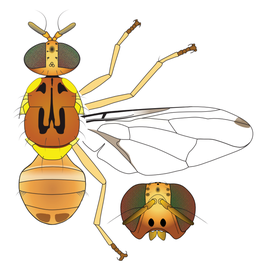 Scientific illustration of the lighter form of  B. oleae .
