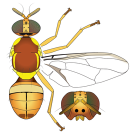  Scientific illustration of  B. pallida .
