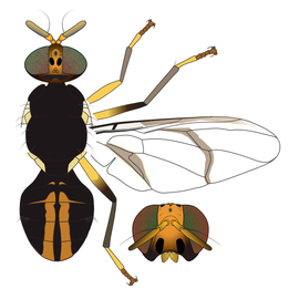  Scientific illustration of  B. parafrauenfeldi .
