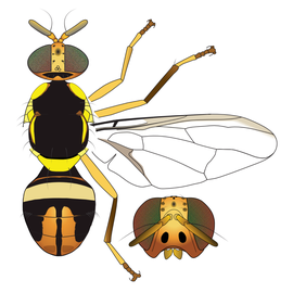  Scientific illustration of  B. parafroggatti .
