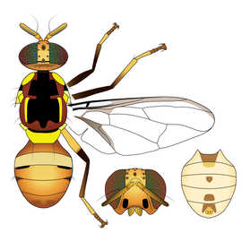  Scientific illustration of  B. pruniae .
