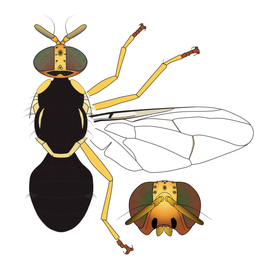  Scientific illustration of  B. psidii .
