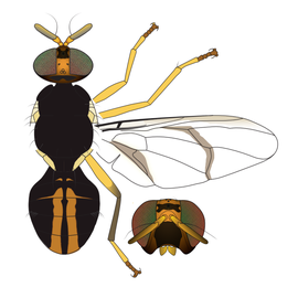  Scientific illustration of  B. trilineola .
