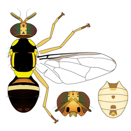 Scientific illustration of  B. tuberculata .