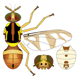 Scientific illustration of  B. umbrosa .