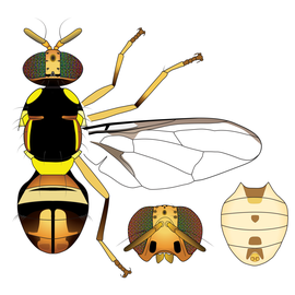  Scientific illustration of  B. verbascifoliae .
