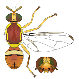 Scientific illustration of  B. zonata .