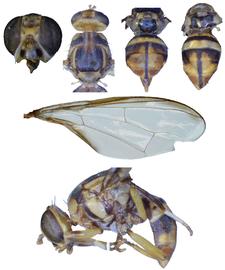  Photo plate of  B. arecae .
