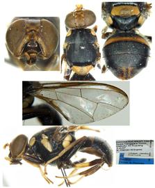 Photo plate of  B. bellisi .