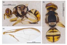  Photo plate of  Bactrocera borneoensis .

