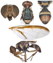  Photo plate of  B. bryoniae .
