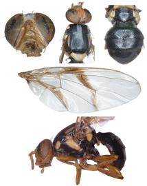  Photo plate of  B. caledoniensis .
