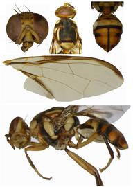  Photo plate of  Bactrocera carambolae .

