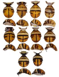  Photo plate showing the variation in abdomen pattern of  B. carambolae .
