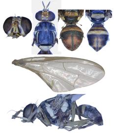  Photo plate of  B. caryeae .
