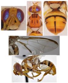 Photo plate of  B. commensurata .
