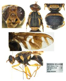  Photo plate of  B. curvifer .
