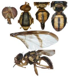  Photo plate of  B. distincta .
