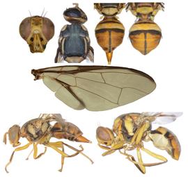  Photo plate of  B. dorsalis .
