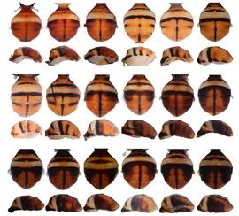  Photo plate showing the abdomen pattern variation in  B. dorsalis .
