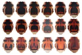  Photo plate showing scutum pattern variation in  B. dorsalis .
